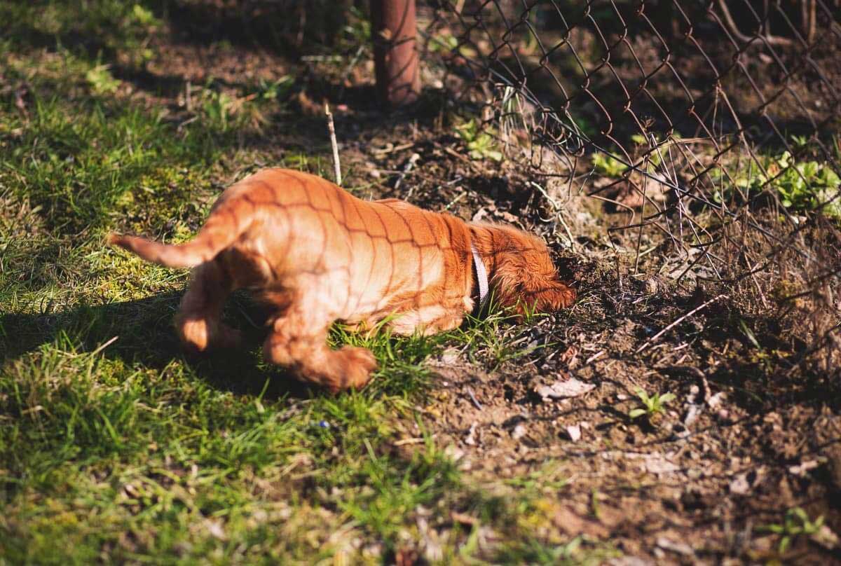 How To Stop A Dog From Digging Up Your Yard Dog Digging Holes